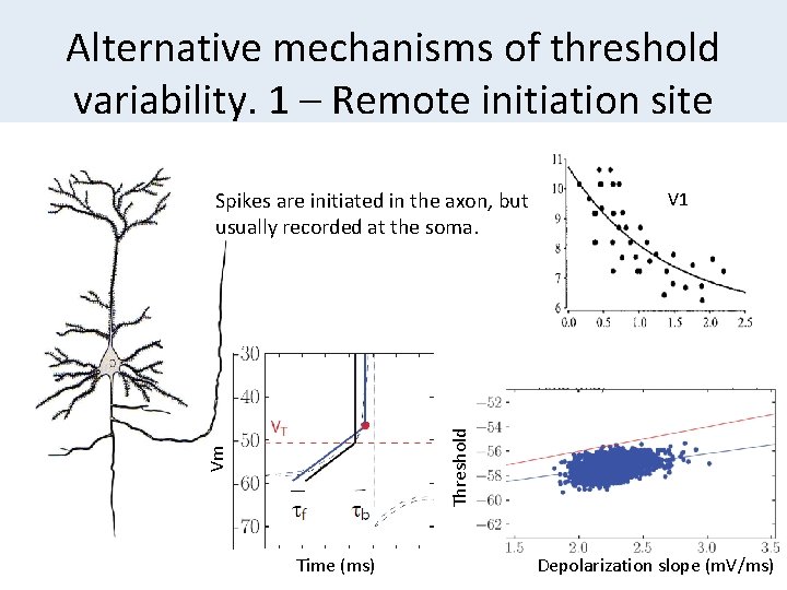 Alternative mechanisms of threshold variability. 1 – Remote initiation site V 1 Vm Threshold