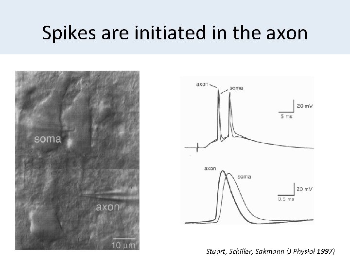 Spikes are initiated in the axon Stuart, Schiller, Sakmann (J Physiol 1997) 