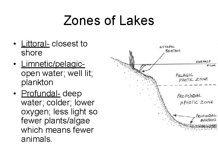 Zones of Lakes • Littoral- closest to shore • Limnetic/pelagicopen water; well lit; plankton