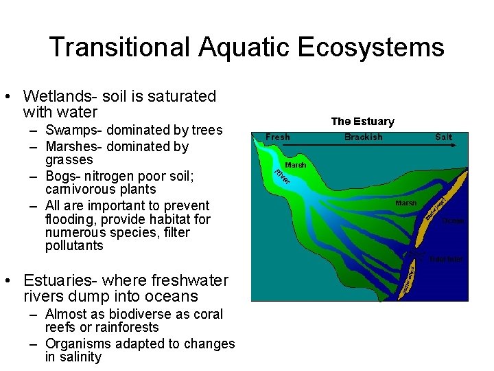 Transitional Aquatic Ecosystems • Wetlands- soil is saturated with water – Swamps- dominated by