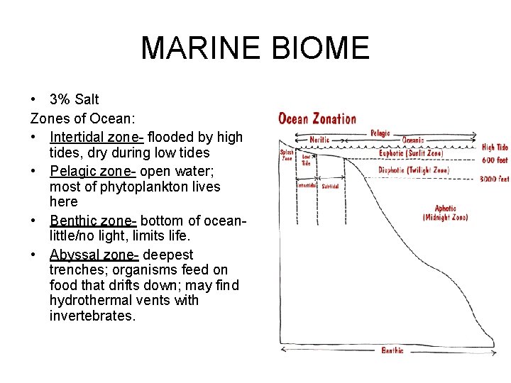 MARINE BIOME • 3% Salt Zones of Ocean: • Intertidal zone- flooded by high