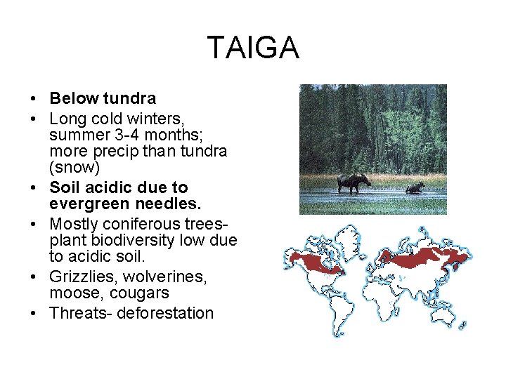 TAIGA • Below tundra • Long cold winters, summer 3 -4 months; more precip