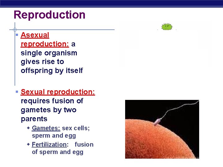 Reproduction § Asexual reproduction: a single organism gives rise to offspring by itself §