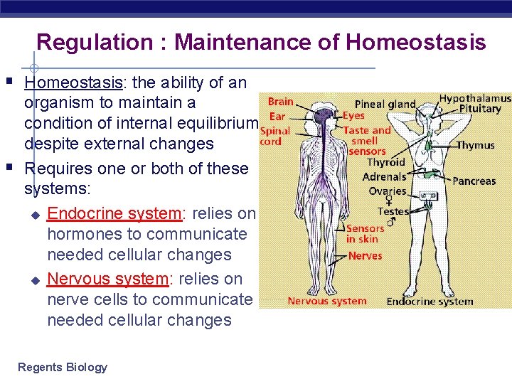 Regulation : Maintenance of Homeostasis § Homeostasis: the ability of an § organism to