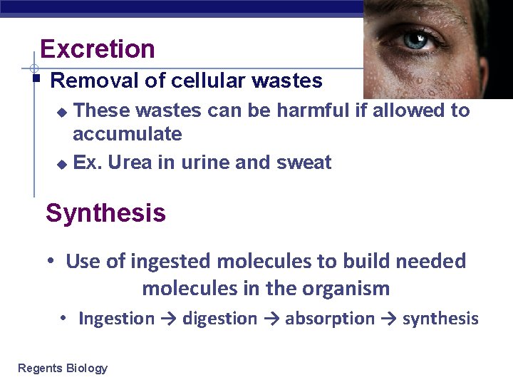 Excretion § Removal of cellular wastes These wastes can be harmful if allowed to