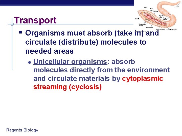Transport § Organisms must absorb (take in) and circulate (distribute) molecules to needed areas