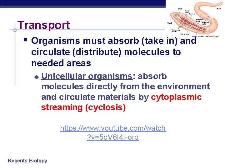 Transport § Organisms must absorb (take in) and circulate (distribute) molecules to needed areas