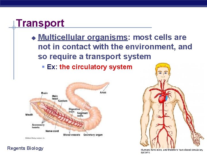 Transport u Multicellular organisms: most cells are not in contact with the environment, and