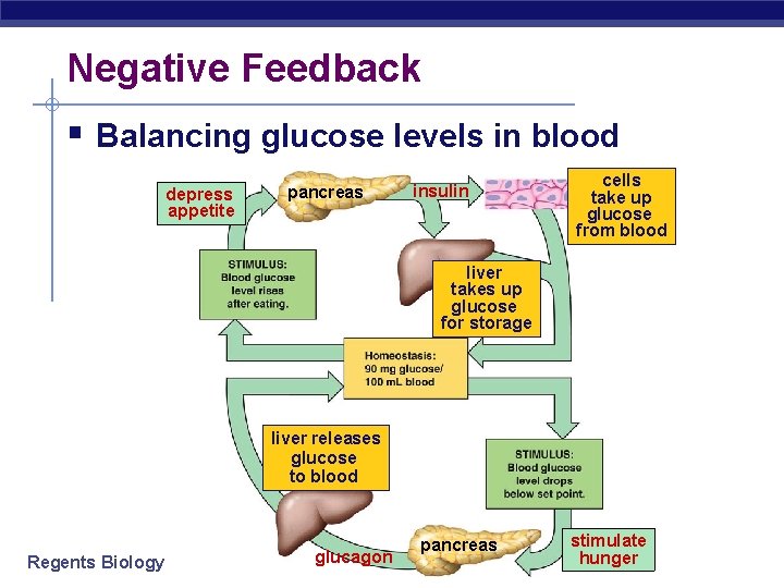 Negative Feedback § Balancing glucose levels in blood depress appetite pancreas insulin cells take
