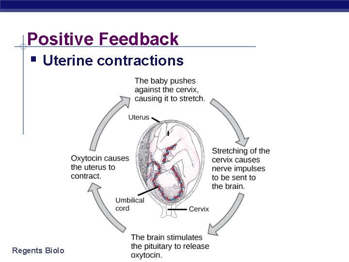 Positive Feedback § Uterine contractions Regents Biology 
