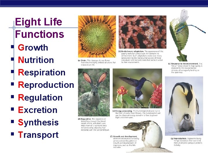 Eight Life Functions § Growth § Nutrition § Respiration § Reproduction § Regulation §