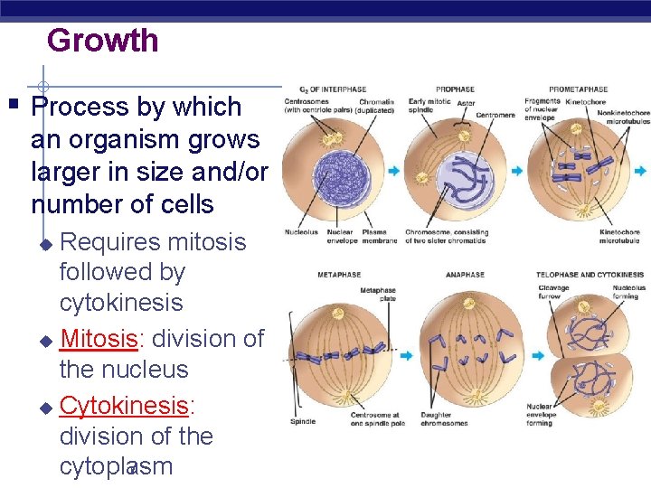 Growth § Process by which an organism grows larger in size and/or number of