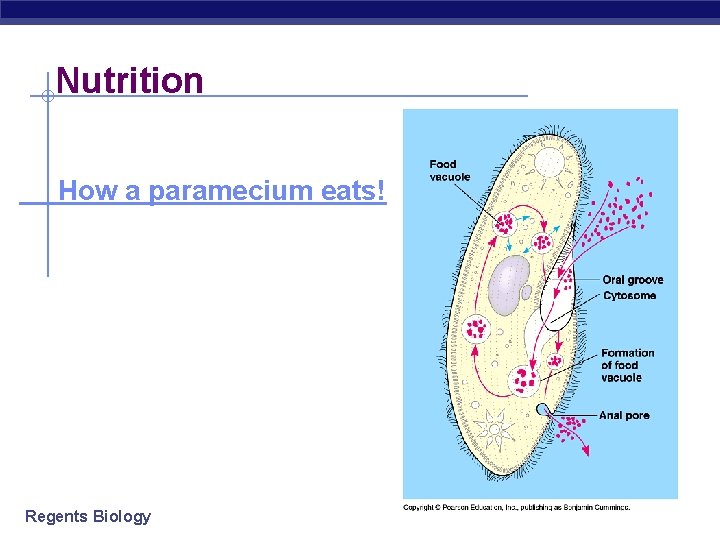 Nutrition How a paramecium eats! Regents Biology 