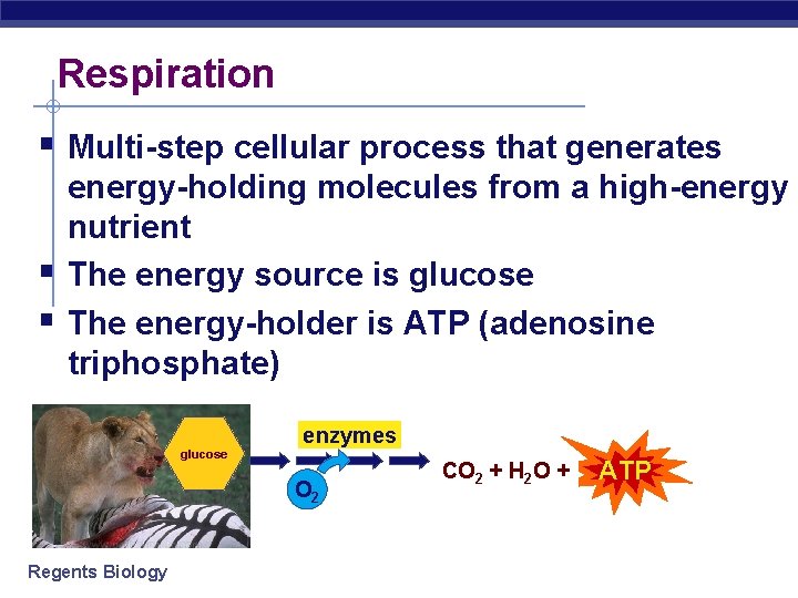 Respiration § Multi-step cellular process that generates § § energy-holding molecules from a high-energy