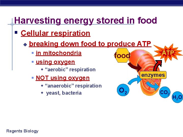 Harvesting energy stored in food § Cellular respiration u breaking down food to produce