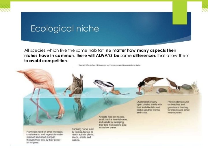 Ecosystem Interactions A habitat is an area where an organism lives. A niche is