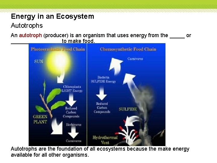 Energy in an Ecosystem Autotrophs An autotroph (producer) is an organism that uses energy