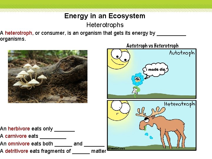 Energy in an Ecosystem Heterotrophs A heterotroph, or consumer, is an organism that gets
