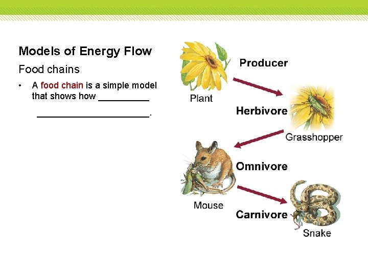 Models of Energy Flow Food chains • A food chain is a simple model