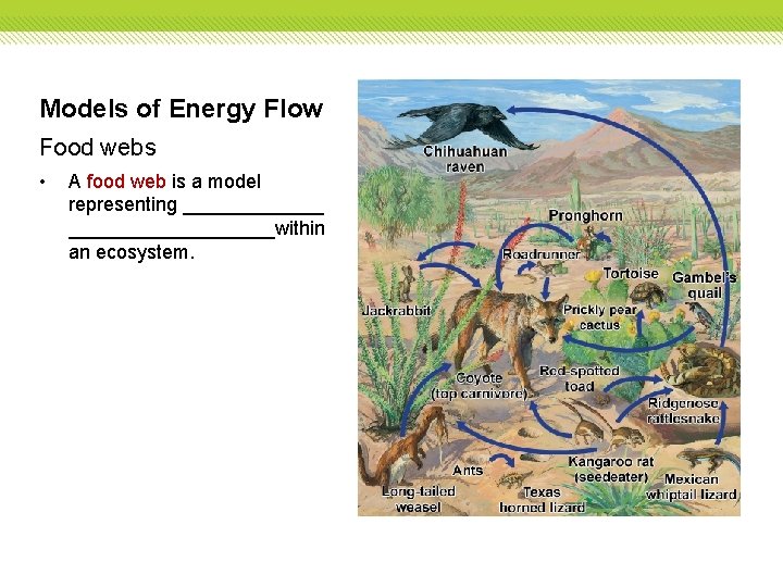 Models of Energy Flow Food webs • A food web is a model representing