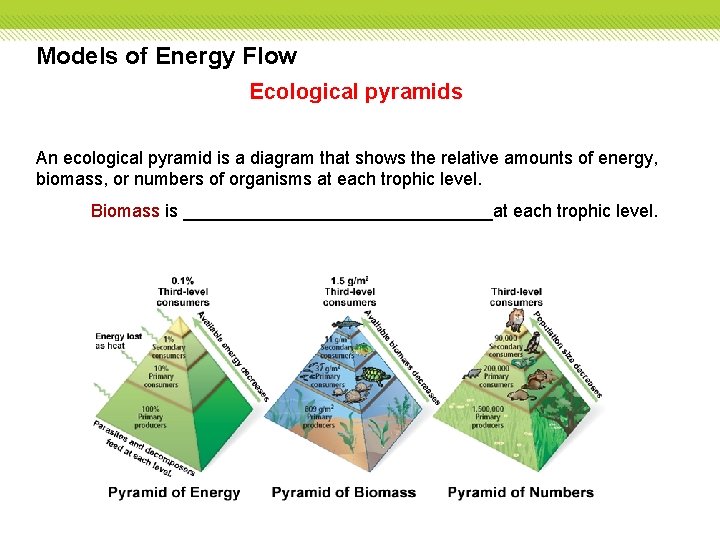 Models of Energy Flow Ecological pyramids An ecological pyramid is a diagram that shows