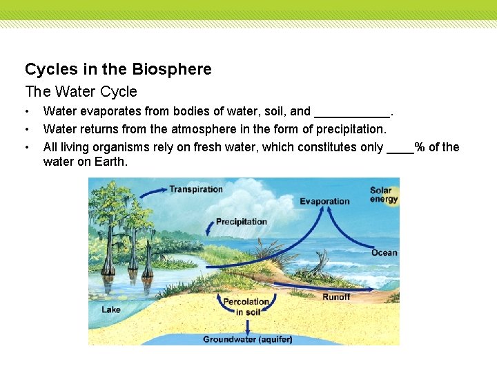 Cycles in the Biosphere The Water Cycle • • • Water evaporates from bodies