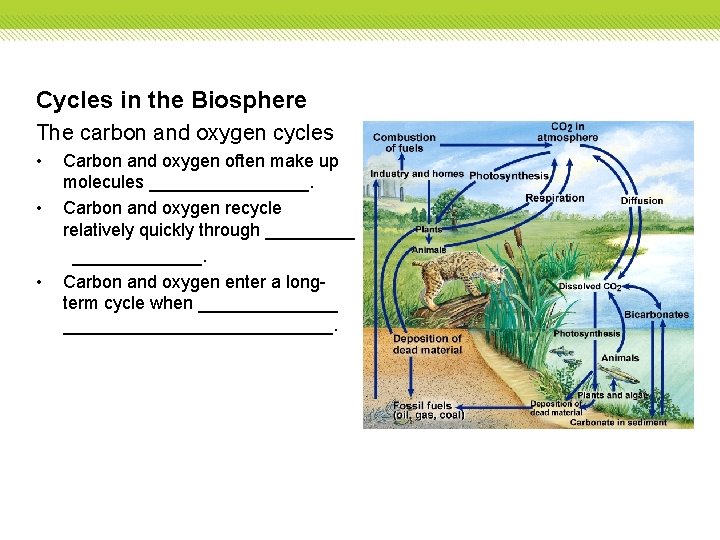 Cycles in the Biosphere The carbon and oxygen cycles • • • Carbon and