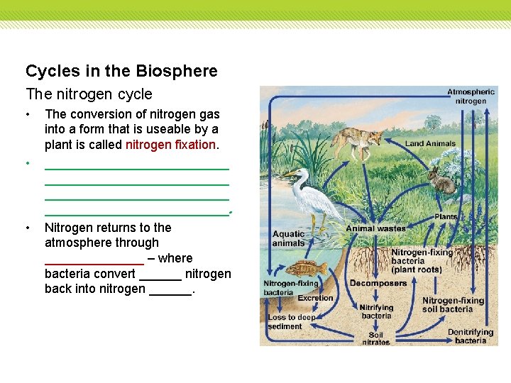 Cycles in the Biosphere The nitrogen cycle • • • The conversion of nitrogen