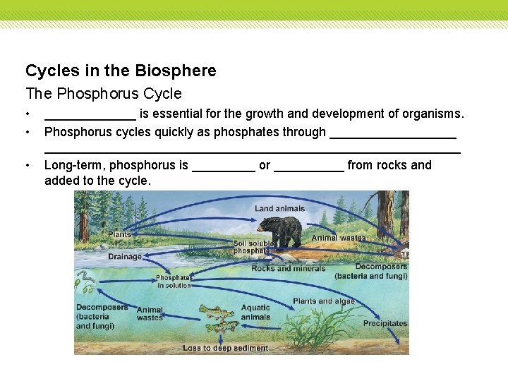 Cycles in the Biosphere The Phosphorus Cycle • • • _______ is essential for