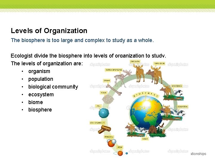 Levels of Organization The biosphere is too large and complex to study as a