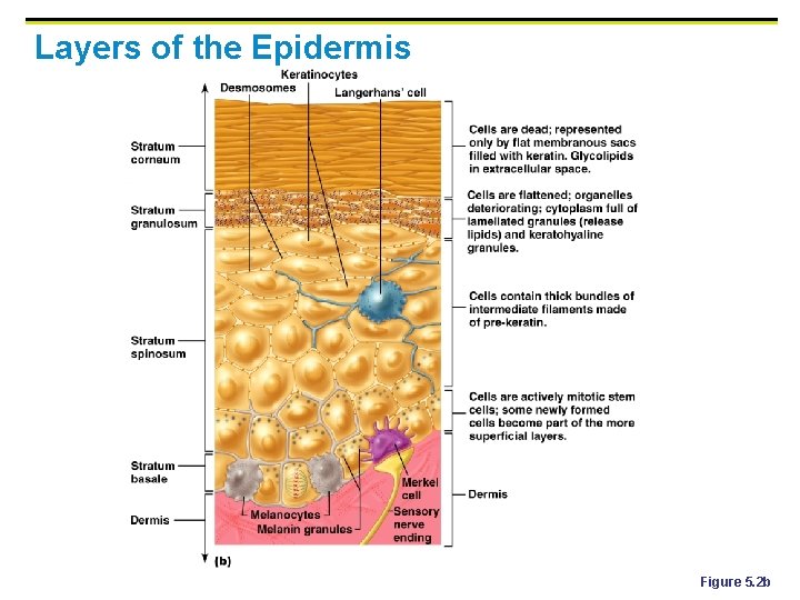 Layers of the Epidermis Figure 5. 2 b 