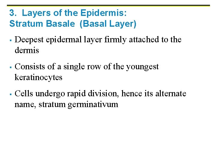 3. Layers of the Epidermis: Stratum Basale (Basal Layer) § § § Deepest epidermal