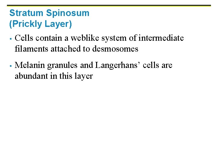 Stratum Spinosum (Prickly Layer) § § Cells contain a weblike system of intermediate filaments