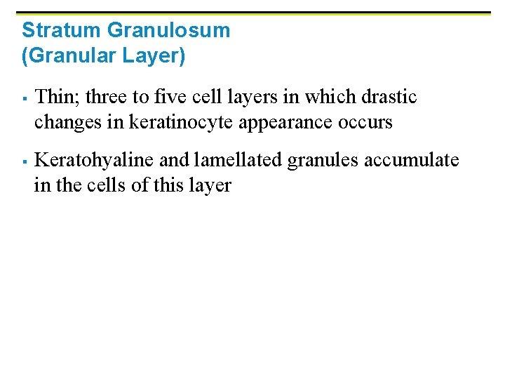 Stratum Granulosum (Granular Layer) § § Thin; three to five cell layers in which