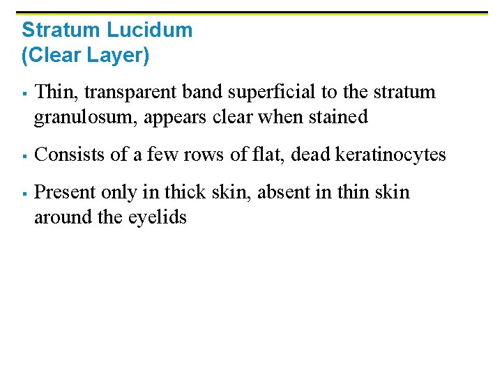 Stratum Lucidum (Clear Layer) § § § Thin, transparent band superficial to the stratum