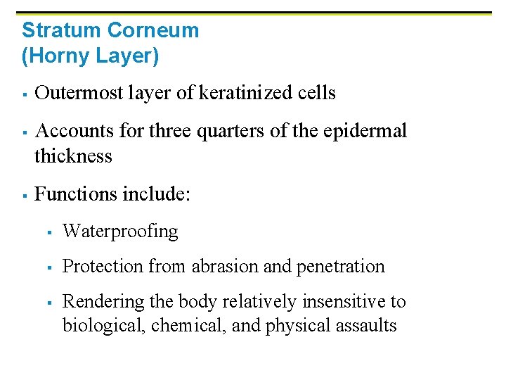 Stratum Corneum (Horny Layer) § § § Outermost layer of keratinized cells Accounts for
