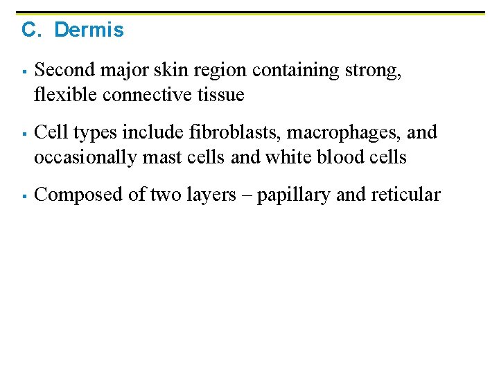 C. Dermis § § § Second major skin region containing strong, flexible connective tissue