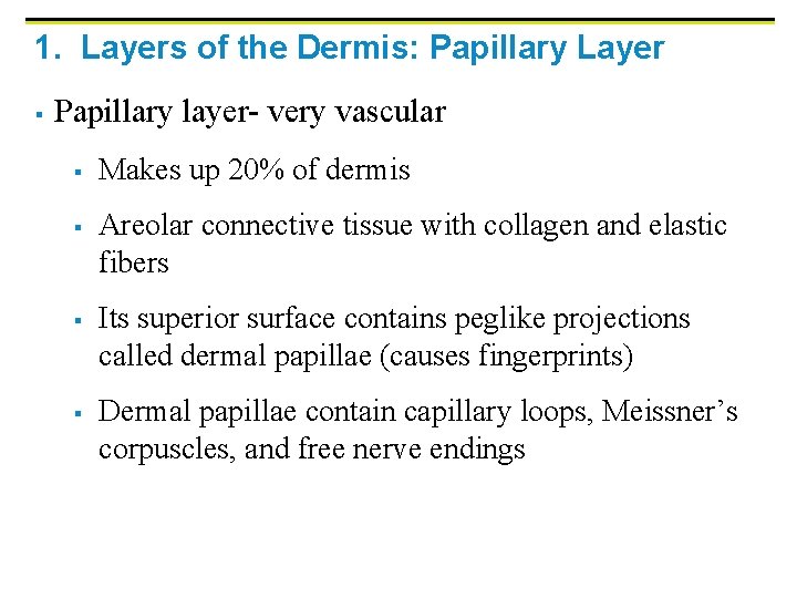 1. Layers of the Dermis: Papillary Layer § Papillary layer- very vascular § §