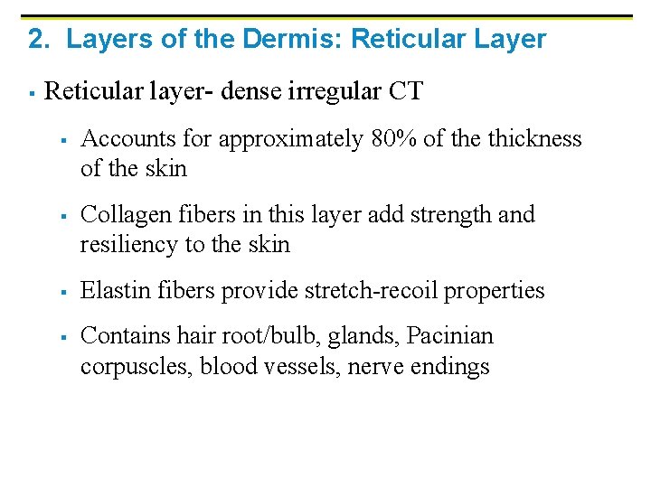 2. Layers of the Dermis: Reticular Layer § Reticular layer- dense irregular CT §
