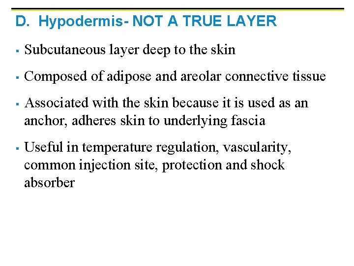 D. Hypodermis- NOT A TRUE LAYER § Subcutaneous layer deep to the skin §