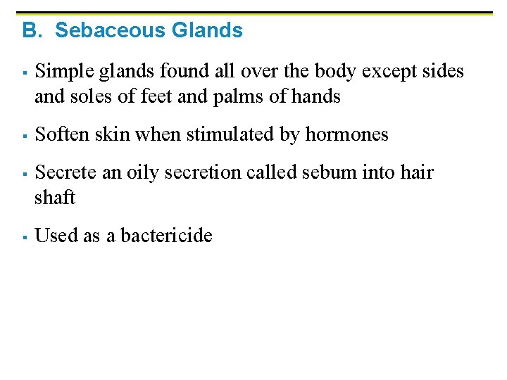 B. Sebaceous Glands § § Simple glands found all over the body except sides