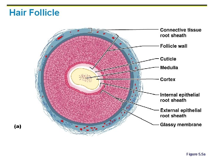 Hair Follicle Figure 5. 5 a 