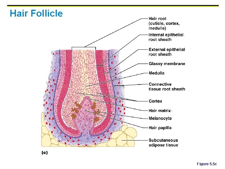 Hair Follicle Figure 5. 5 c 