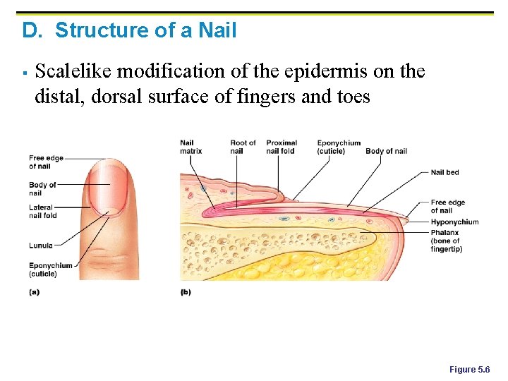 D. Structure of a Nail § Scalelike modification of the epidermis on the distal,