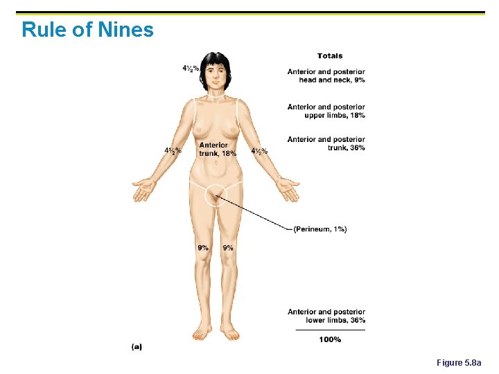 Rule of Nines Figure 5. 8 a 