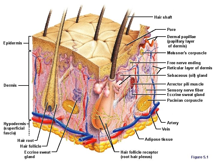 Hair shaft Pore Dermal papillae (papillary layer of dermis) Epidermis Meissner's corpuscle Free nerve