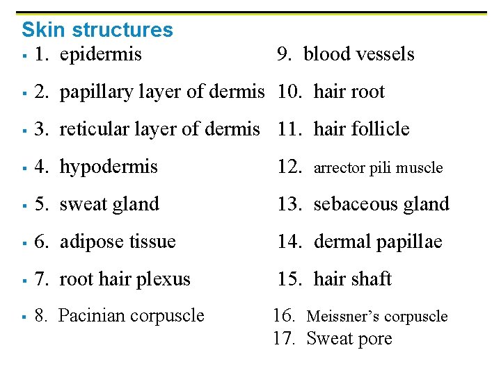 Skin structures § 1. epidermis 9. blood vessels § 2. papillary layer of dermis