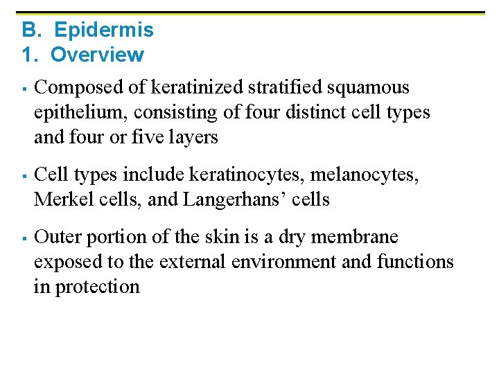 B. Epidermis 1. Overview § § § Composed of keratinized stratified squamous epithelium, consisting