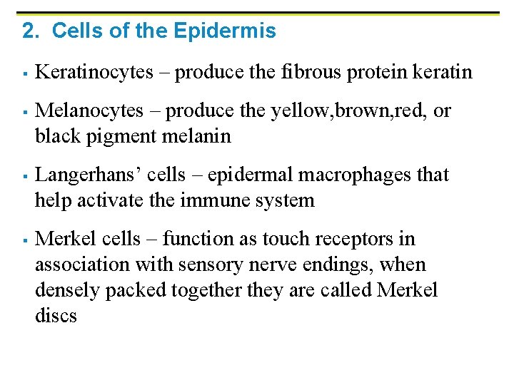 2. Cells of the Epidermis § § Keratinocytes – produce the fibrous protein keratin