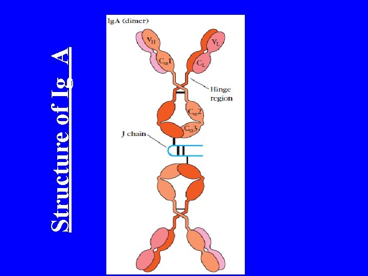 Structure of Ig A 